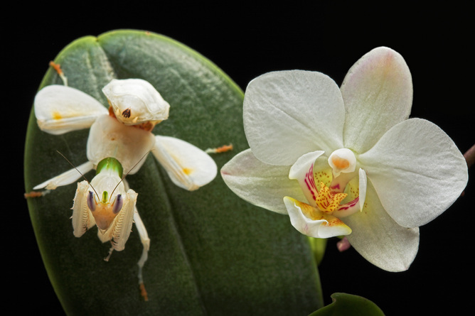 Orchid mantis, Hymenopus coronatus. Igor Siwanowicz
