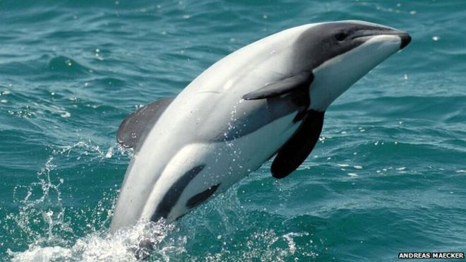 Maui's dolphins are less than 1.5m long and only found off the west coast of New Zealand