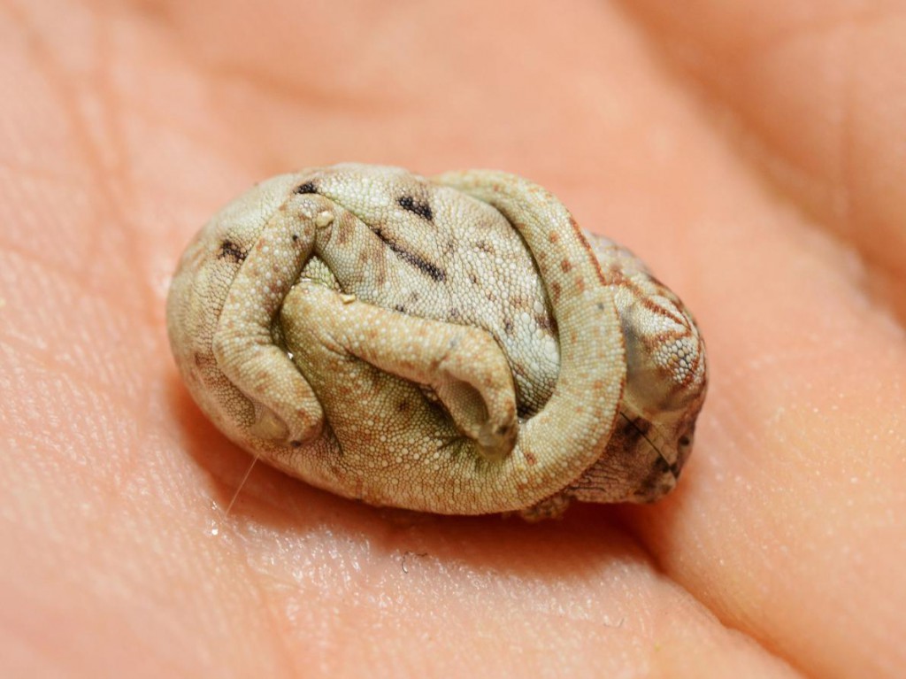 It's unknown why the baby reptile didn't sense it was time to wake up, experts say.