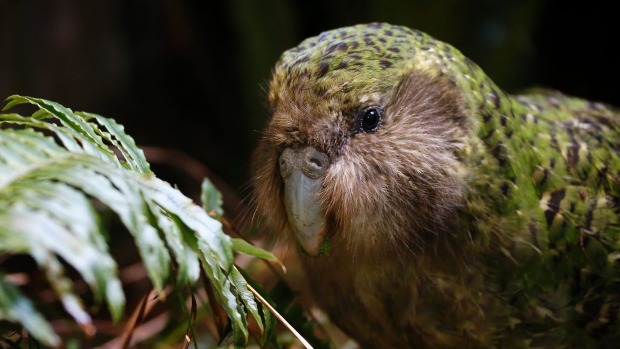 Sirocco, one of only 125 living kakapo, gets acquainted with his new enclosure at Zealandia.