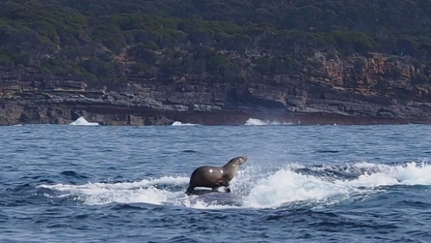 This seal hitched a ride on the back of a humpback whale.