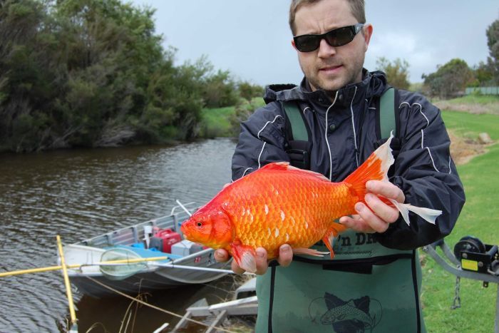 Photo: Goldfish can cause a lot of problems once they become established in a freshwater system. (Supplied: Murdoch University)