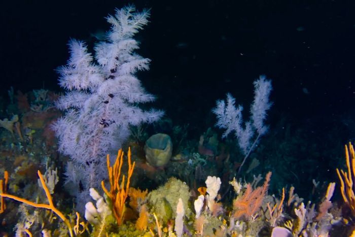 Photo: It is the first time divers have seen tree-forming black corals off Tasmania