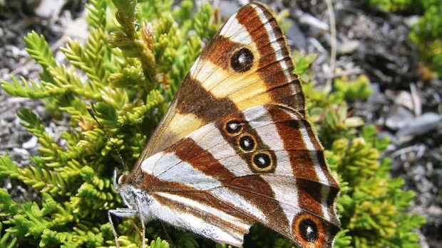 The forest ringlet butterfly has experienced a major decline in numbers.