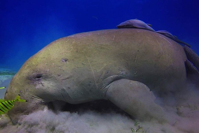 Photo: Dugongs, also called sea cows, are classed as vulnerable to extinction. (Supplied: Dr Amanda Hodgson)