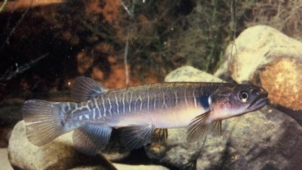 The Taiaotea project hopes to attract fish species, such as native banded kōkopu, to spawn in the stream.