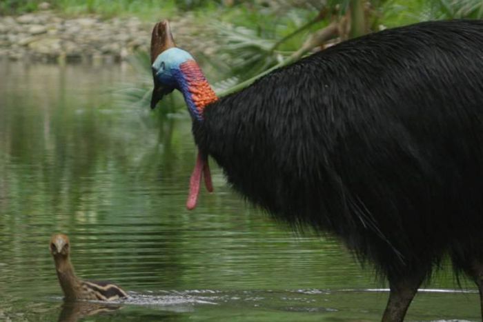 Photo: Male cassowaries make "amazing fathers" and even teach their chicks how to swim. (Supplied: Dan Hunter/The Natural History Unit)