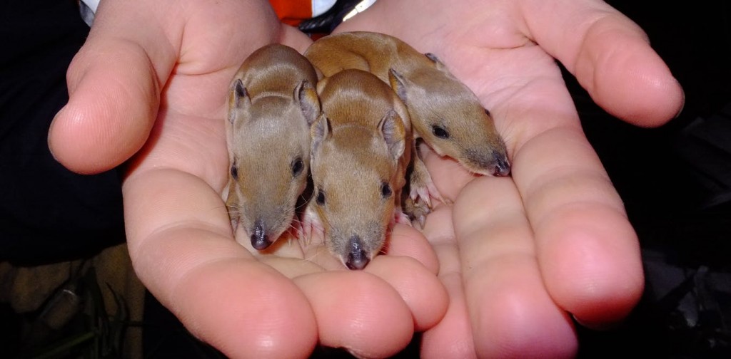 Young southern brown bandicoots (Isoodon obesulus obesulus), an endangered marsupial species living in outer Melbourne. Sarah Maclagan, Author provided