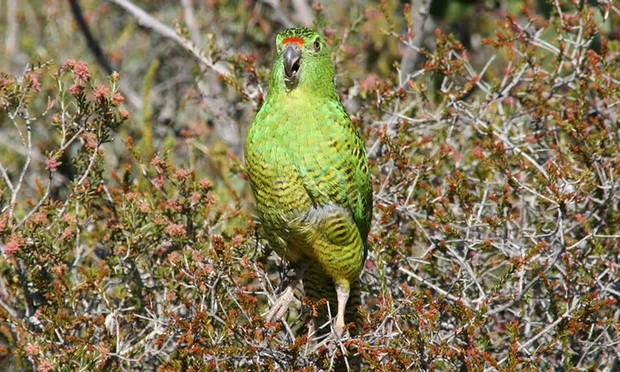 The western ground parrot is an endangered species of parrot found only in one bushfire-prone part of Western Australia. Photograph: Brent Barrett