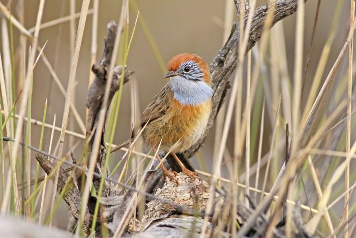 Photo: The Mallee emu wren weighs only as much as a 10 cent piece. (Supplied: Natural Resources SA Murray Darling Basin)