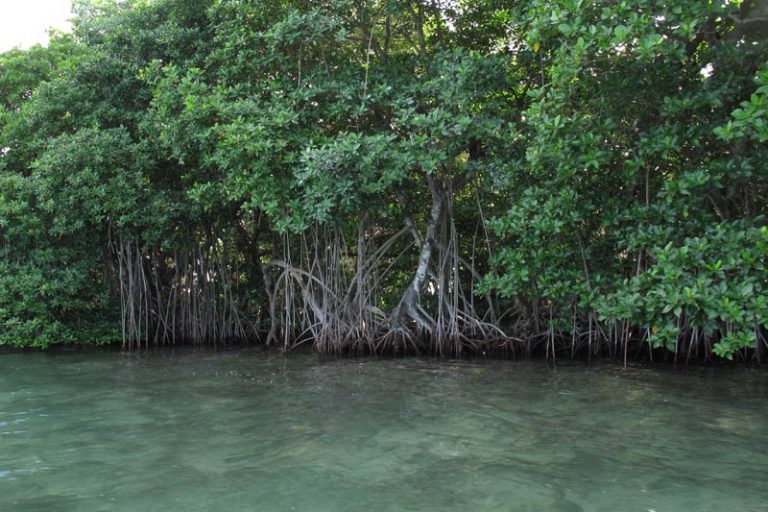 Tangled mangrove roots are a nursery for all kinds of marine life. Image by Erik Hoffner/Mongabay