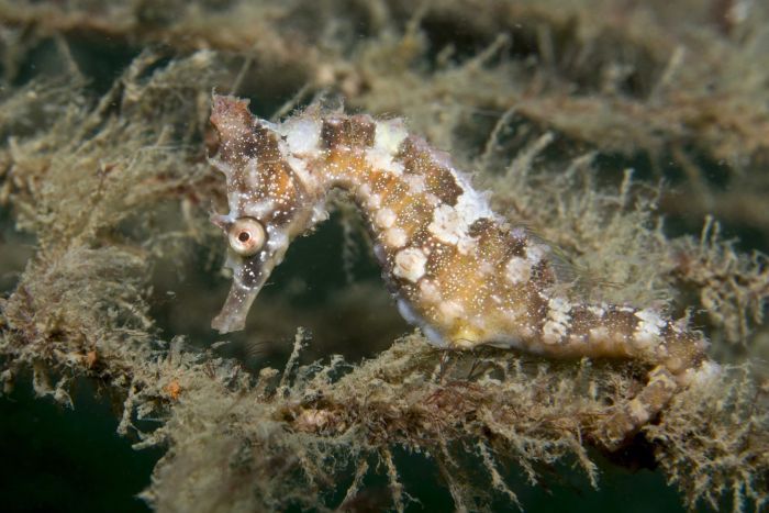 Photo: Australia's White Seahorse is now the second seahorse in the world to be listed as endangered. (Supplied: Dr David Harasti)