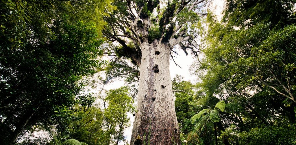 Tāne Mahuta is New Zealand’s most sacred tree, but its days will be numbered if it is infected with kauri dieback disease. from www.shutterstock.com, CC BY-SA