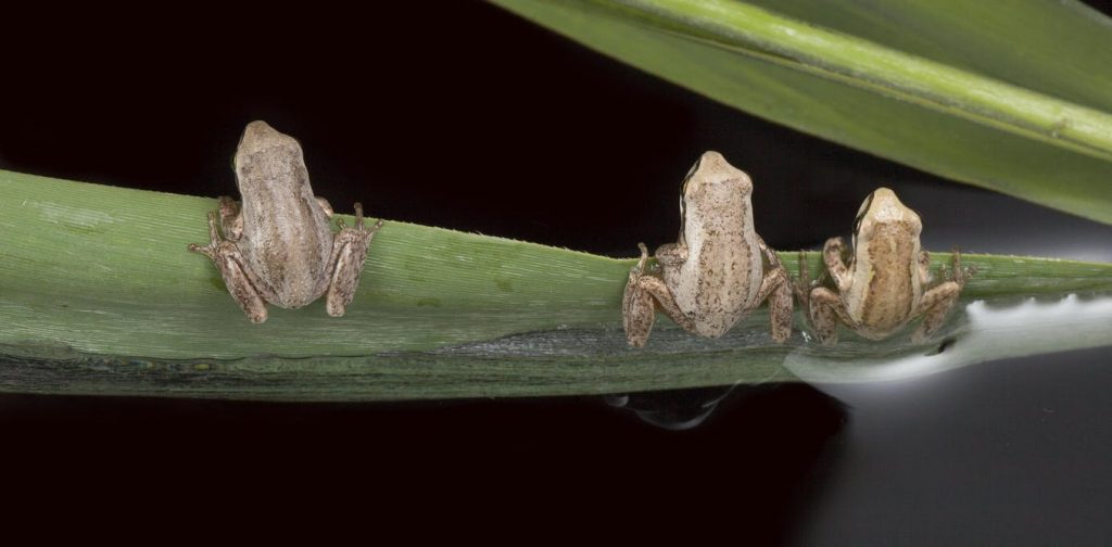 Whistling tree frogs, Litoria verreauxii, are one of the species monitored around Canberra for their response to climate change. Catching the eye/flickr, CC BY-NC