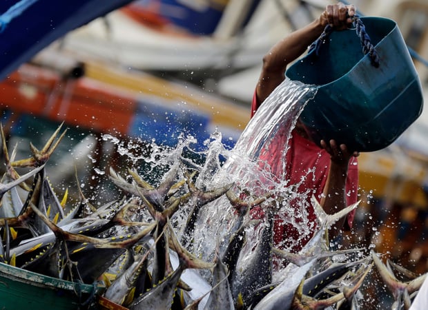 A Filipino fish port worker pours water on small tunas in General Santos, southern Philippines, which is known as the country’s tuna capital. Photograph: Ritchie B Tongo/EPA