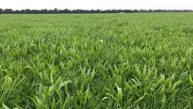 Adding the forage herb plantain to traditional ryegrass, white clover pastures can reduce nitrate leaching. Photo: Supplied