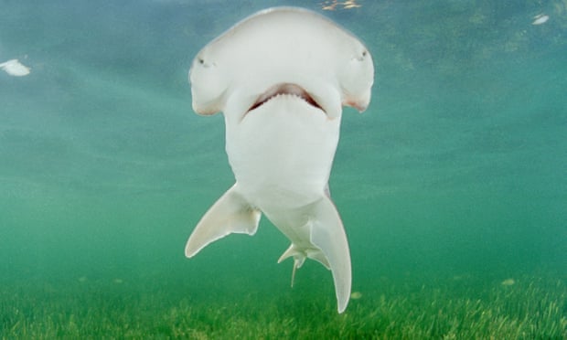 The bonnethead shark, which was found to get some of its nutrients from seagrass. Photograph: Alamy