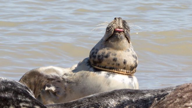 Seals with rubbish around their necks become unable to fish and are weakened by infection. Photo: RSPCA