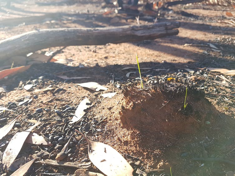 Spinifex emerging after a fire. Author provided